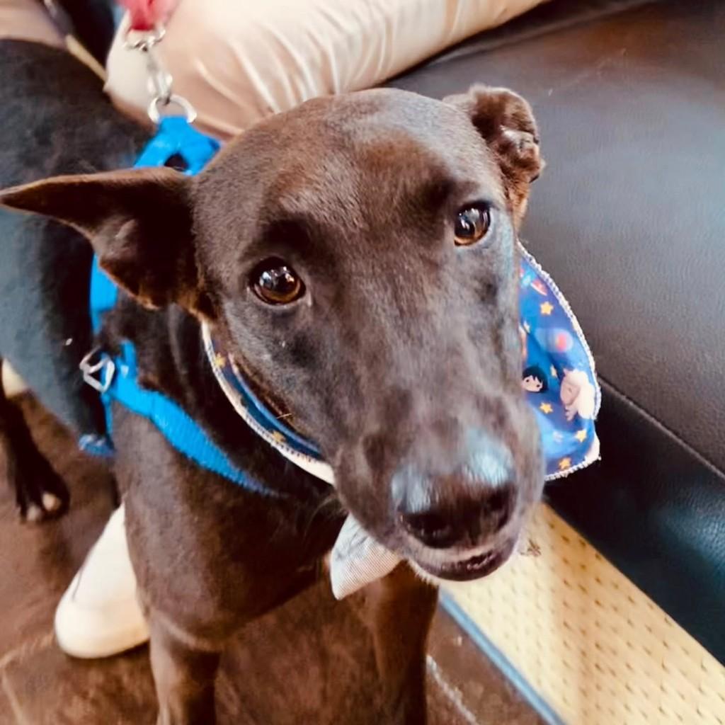 Jhony, cachorro de porte médio para adoção em Pindamonhangaba - SP — foto 2 de 2
