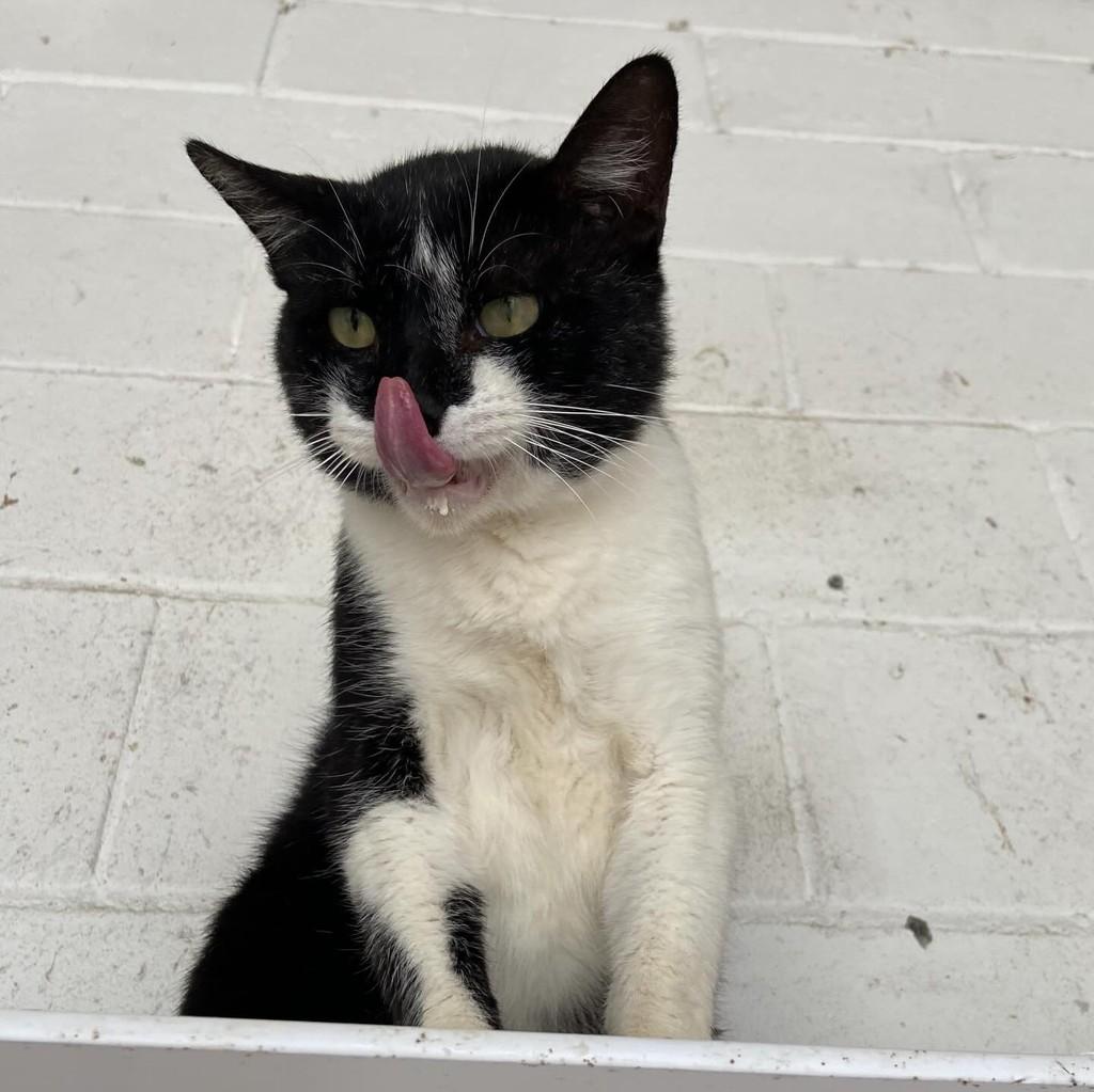 Yin Yang, gato de porte pequeno para adoção em Taubaté - SP