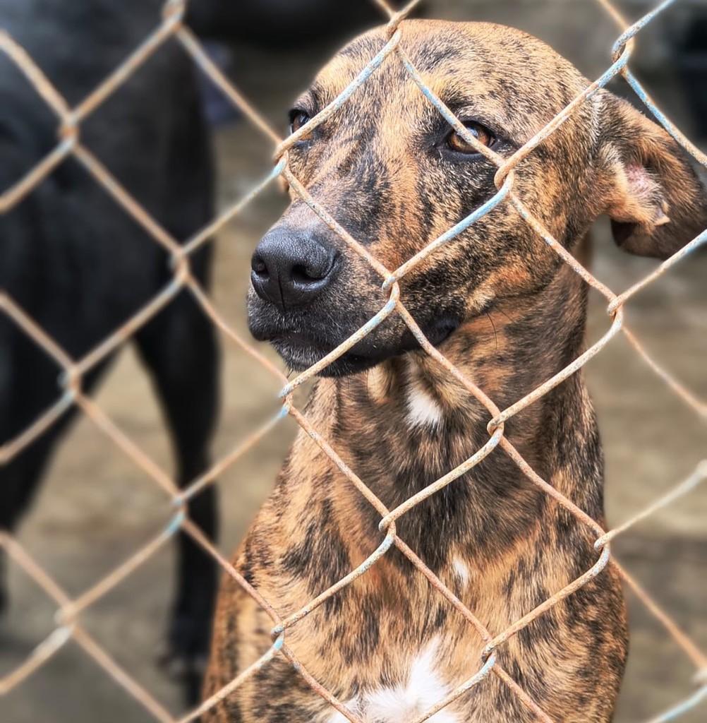 Luigi, cachorro de porte médio para adoção em Taubaté - SP