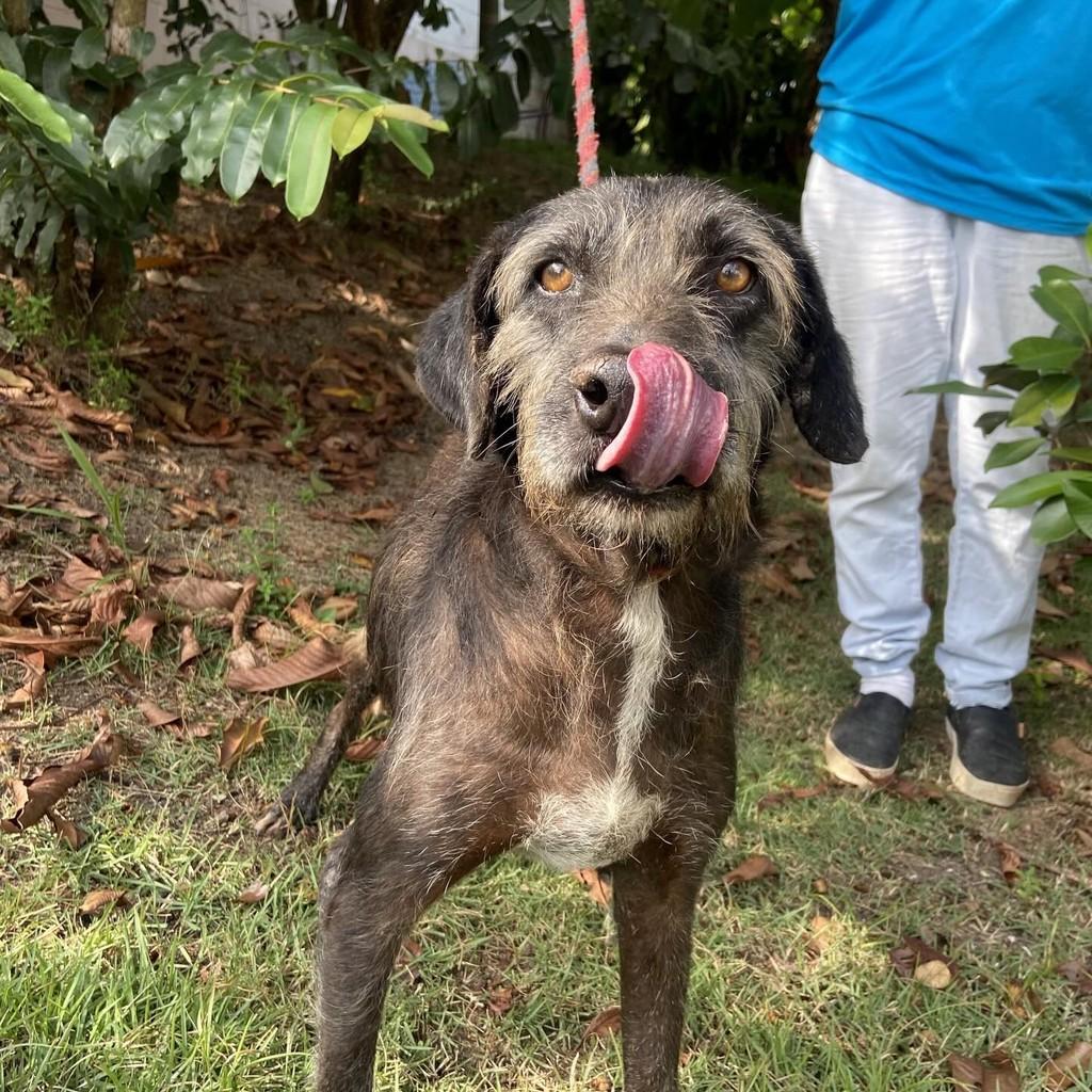 Thomé, cachorro de porte pequeno para adoção em Taubaté - SP
