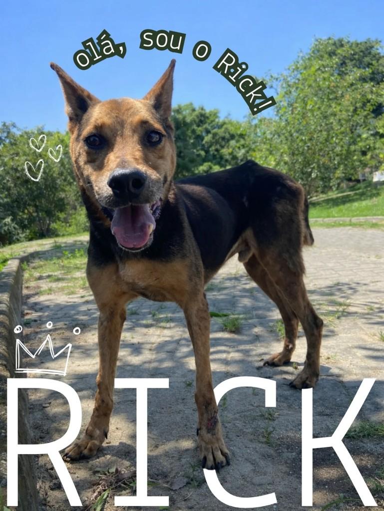 Rick, cachorro de porte pequeno para adoção em Taubaté - SP