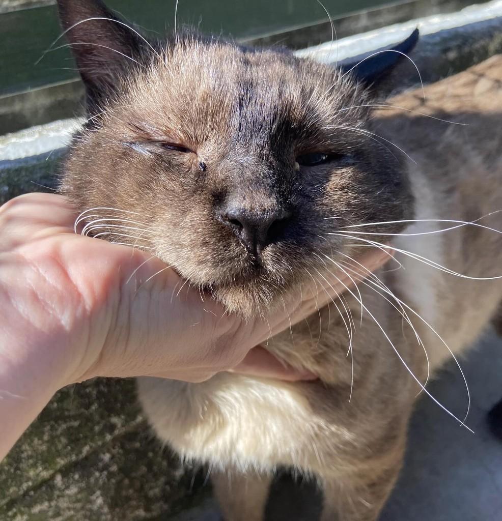 Cookie, gato de porte médio para adoção em Taubaté - SP