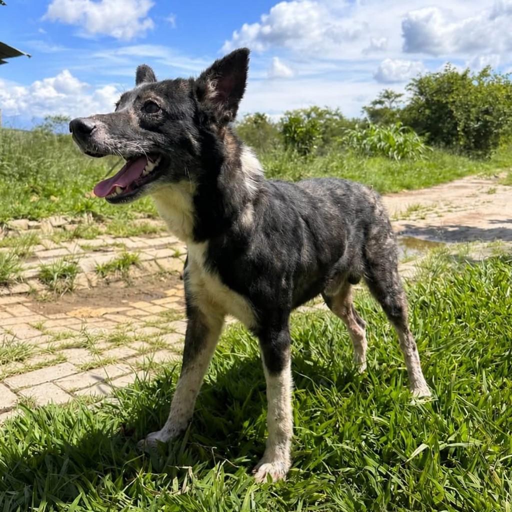 Luiz, cachorro de porte pequeno para adoção em Taubaté - SP