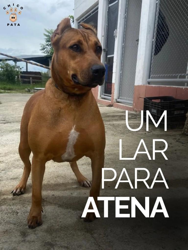 Atena, cachorro de porte grande para adoção em Taubaté - SP