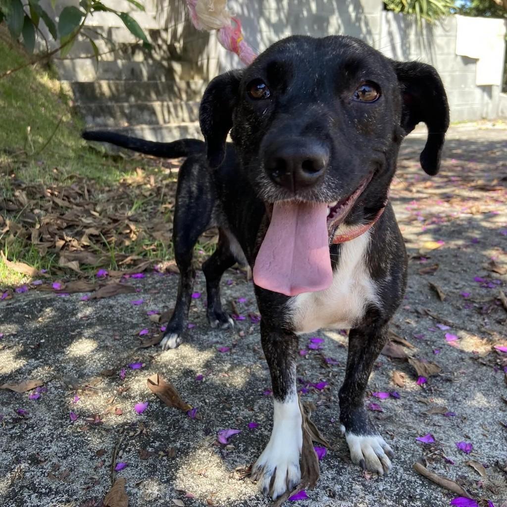 Gerson, cachorro de porte pequeno para adoção em Taubaté - SP