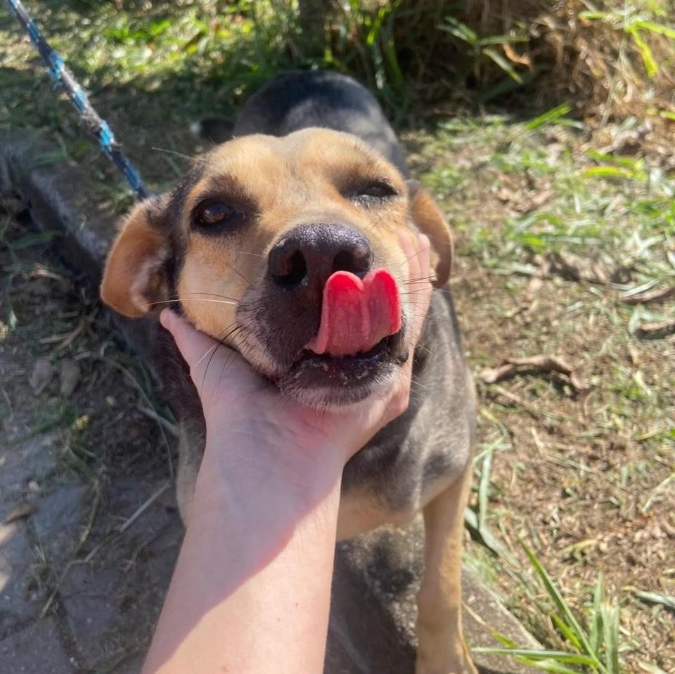 Bob, cachorro de porte médio para adoção em Taubaté - SP