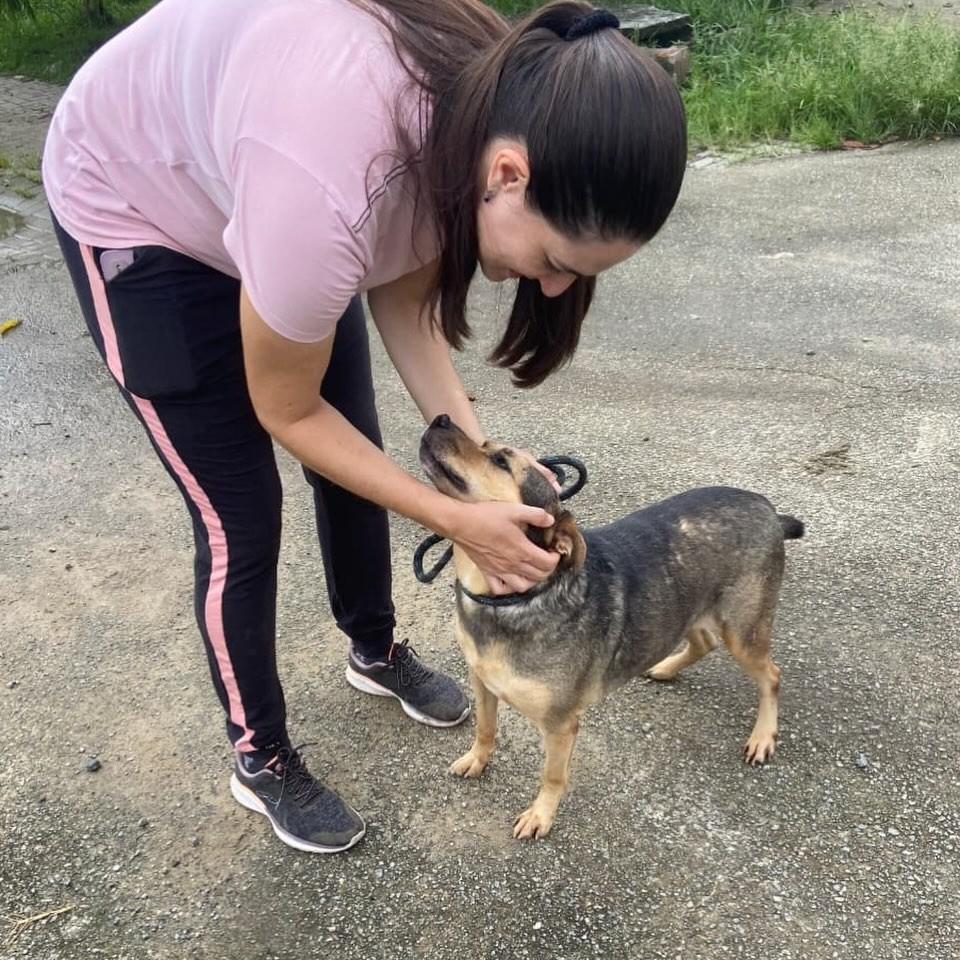 Bob, cachorro de porte médio para adoção em Taubaté - SP — foto 5 de 5