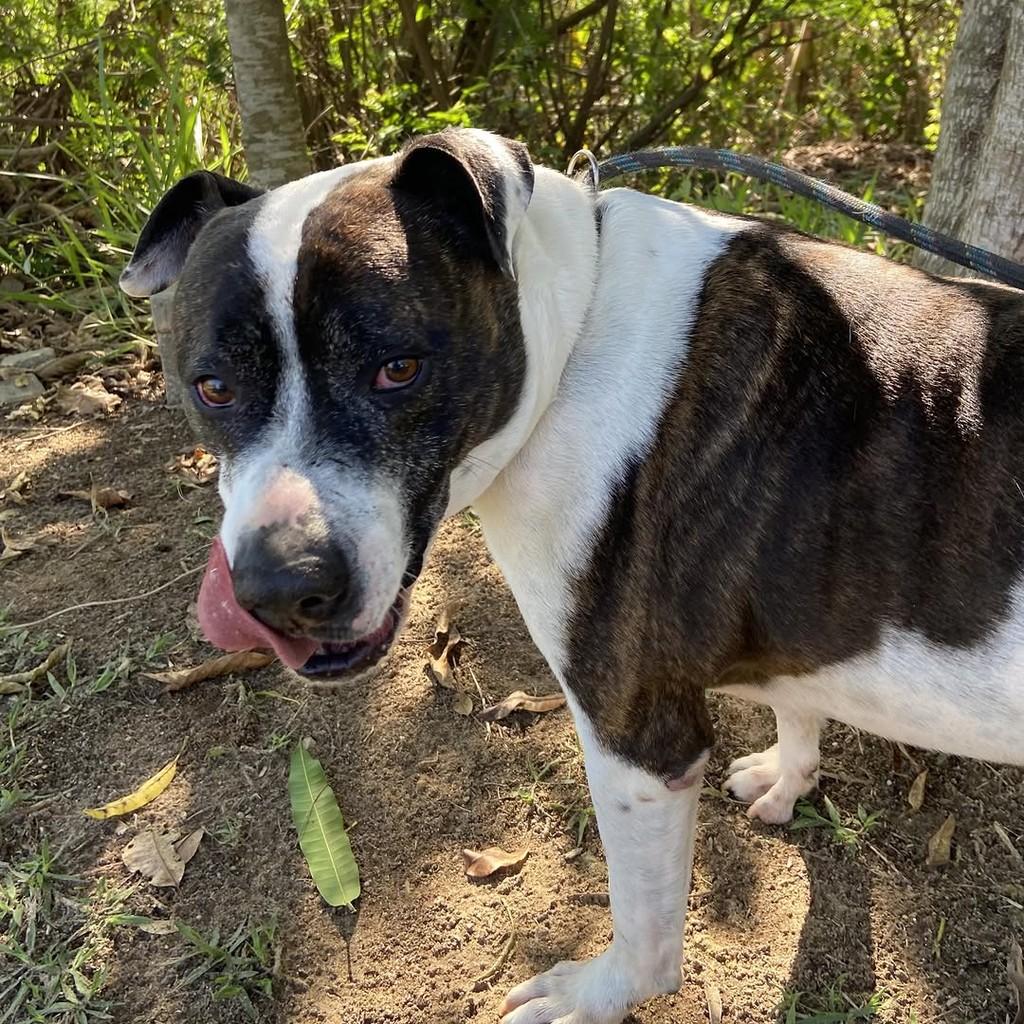 Hércules, cachorro de porte médio para adoção em Taubaté - SP