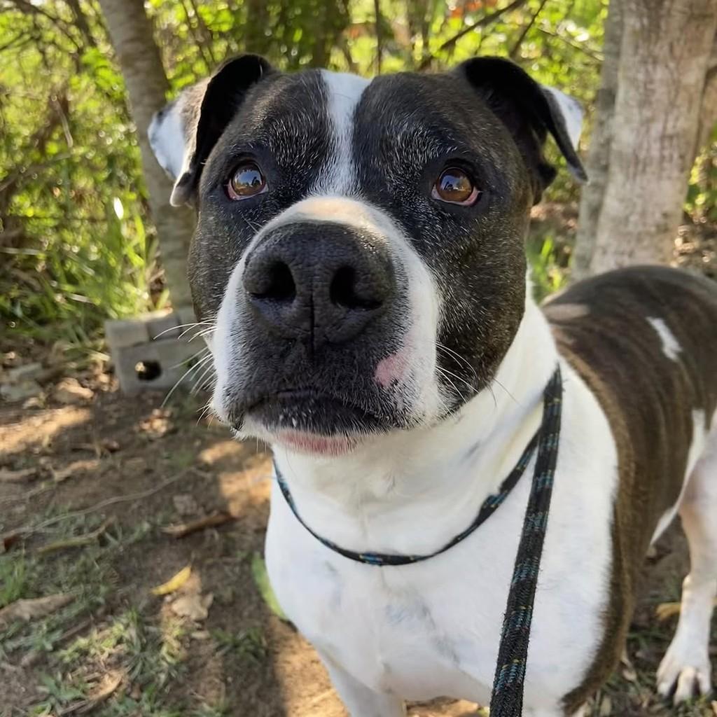 Hércules, cachorro de porte médio para adoção em Taubaté - SP — foto 2 de 4
