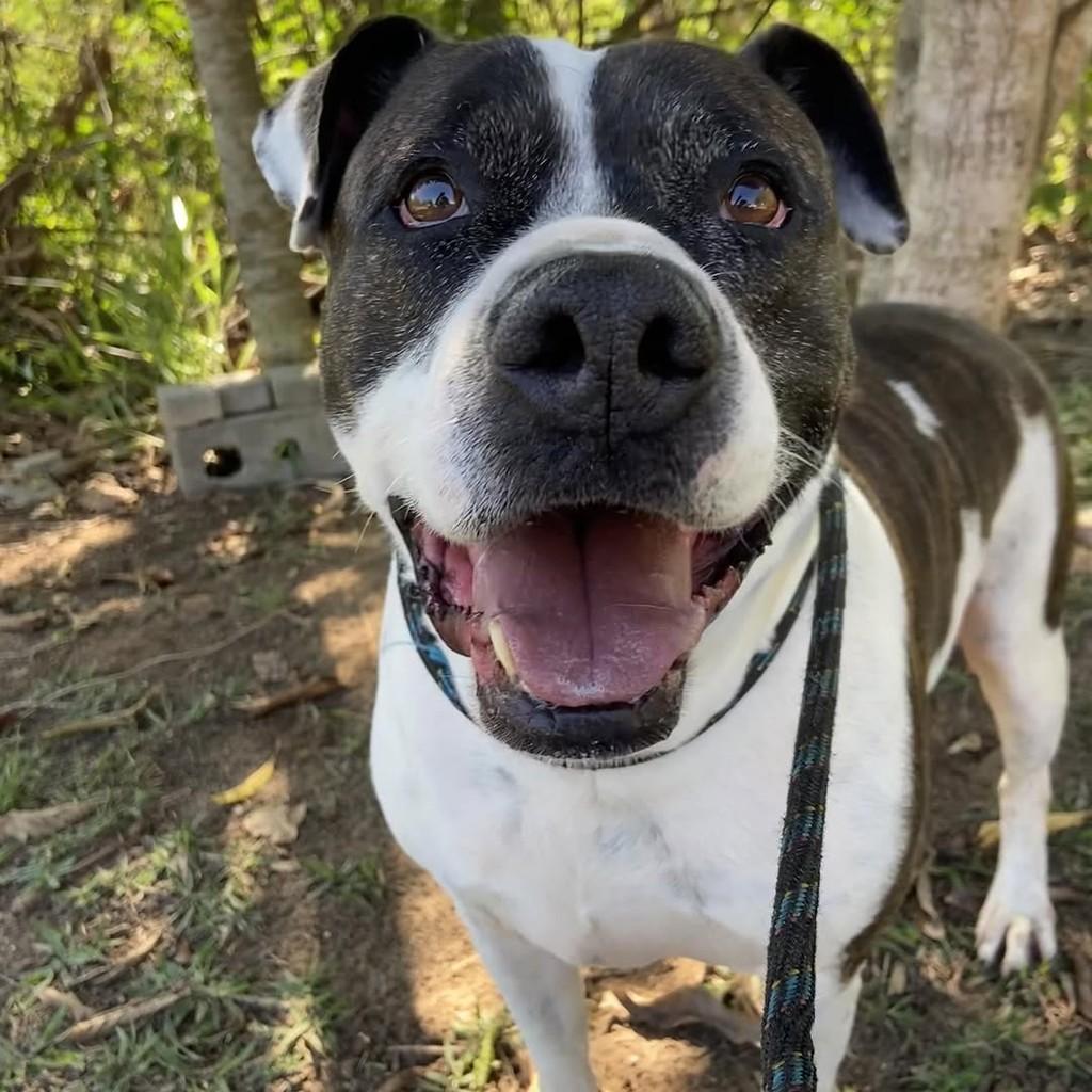 Hércules, cachorro de porte médio para adoção em Taubaté - SP — foto 3 de 4