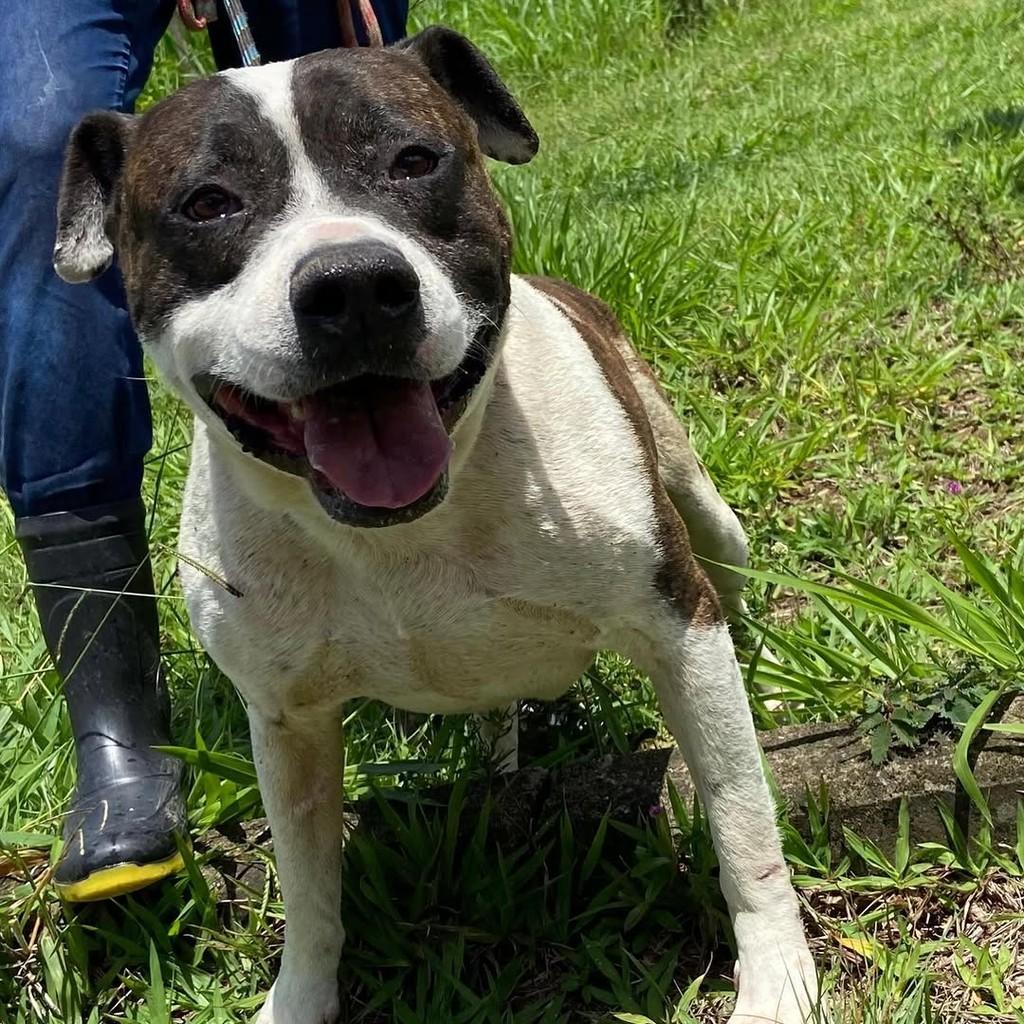 Hércules, cachorro de porte médio para adoção em Taubaté - SP — foto 4 de 4