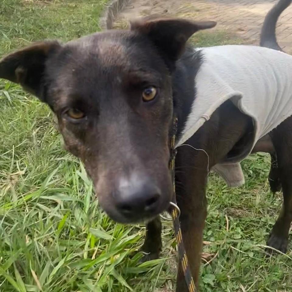 Capivara, cachorro de porte médio para adoção em Taubaté - SP — foto 2 de 6