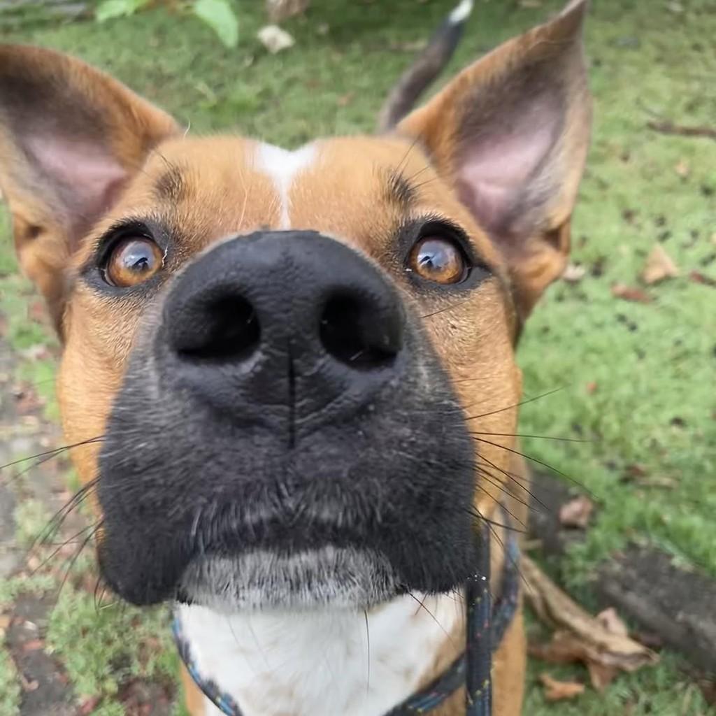 Prince, cachorro de porte médio para adoção em Taubaté - SP
