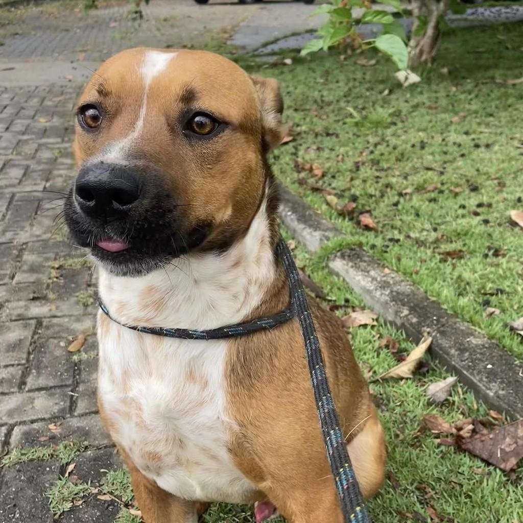 Prince, cachorro de porte médio para adoção em Taubaté - SP — foto 2 de 10