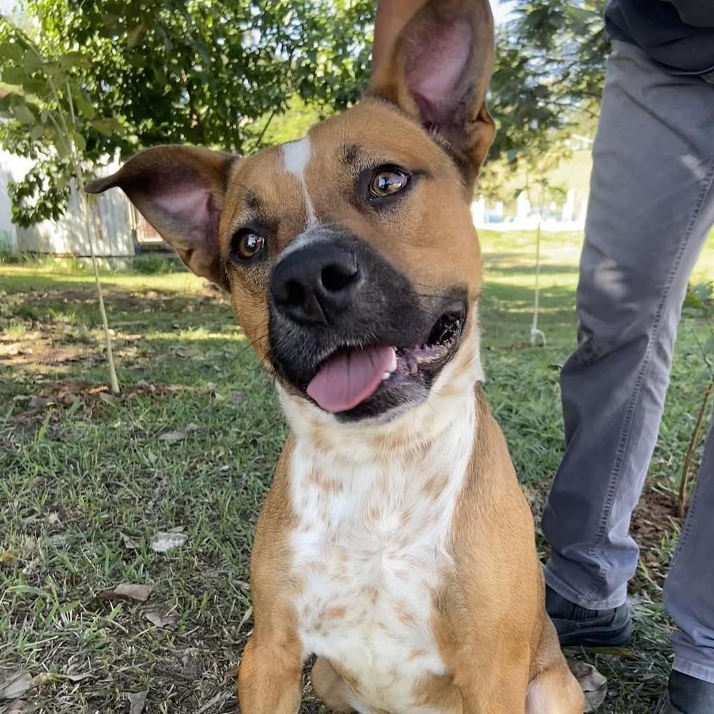Prince, cachorro de porte médio para adoção em Taubaté - SP — foto 3 de 10