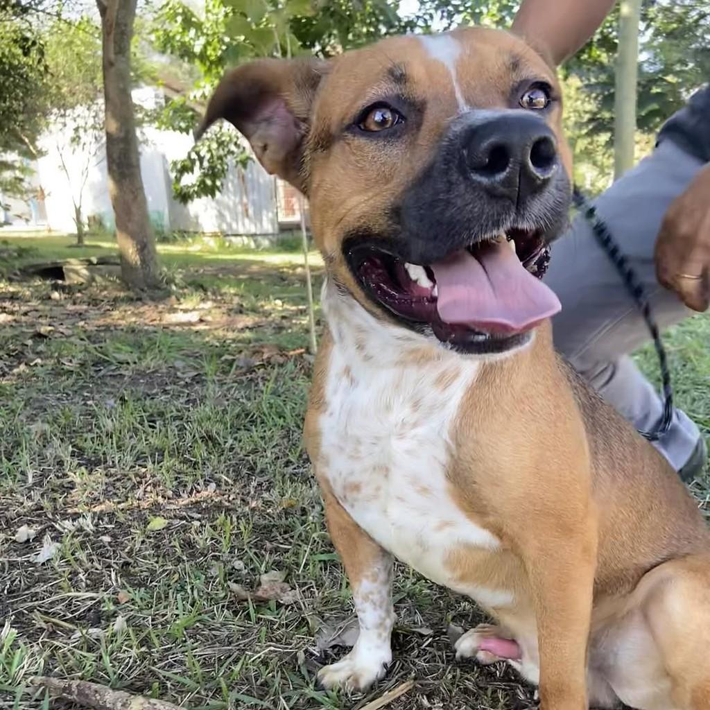 Prince, cachorro de porte médio para adoção em Taubaté - SP — foto 4 de 10
