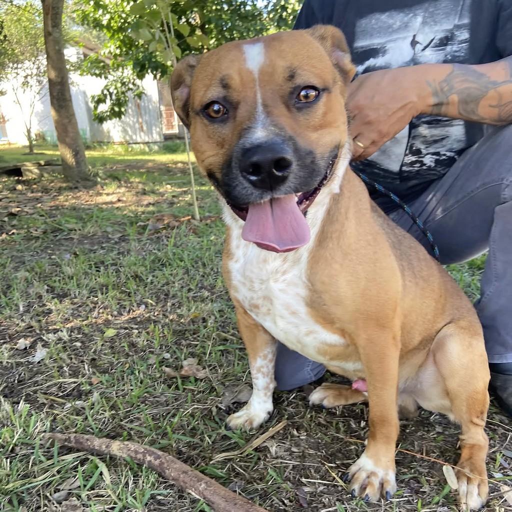 Prince, cachorro de porte médio para adoção em Taubaté - SP — foto 5 de 10