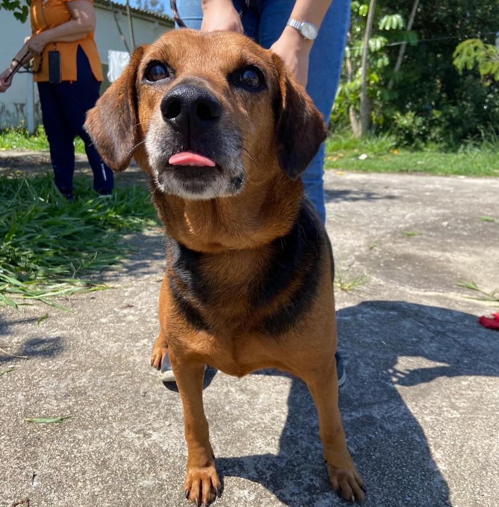 Rod, cachorro de porte médio para adoção em Taubaté - SP