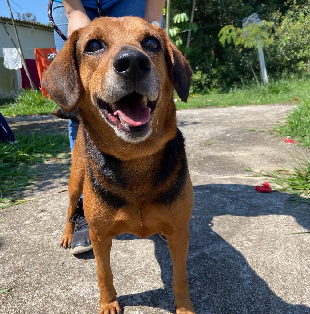 Rod, cachorro de porte médio para adoção em Taubaté - SP — foto 2 de 4