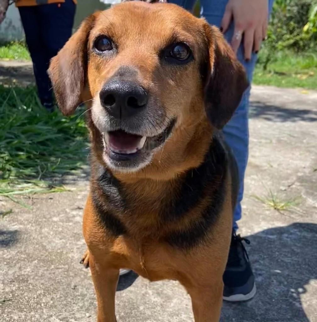 Rod, cachorro de porte médio para adoção em Taubaté - SP — foto 3 de 4