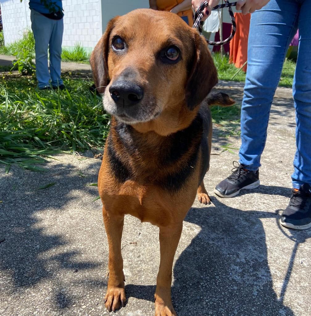 Rod, cachorro de porte médio para adoção em Taubaté - SP — foto 4 de 4
