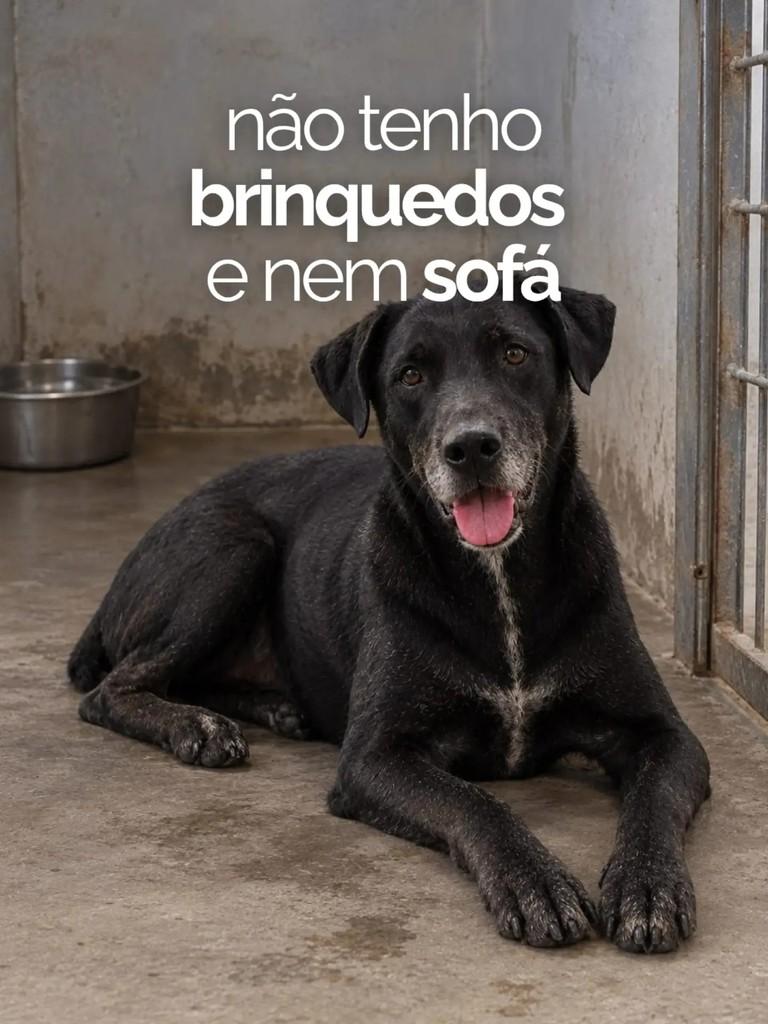 Melissa, cadela de porte pequeno para adoção em Taubaté - SP — foto 5 de 6