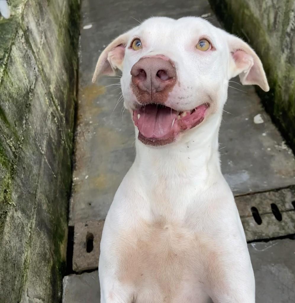 Flash, cachorro de porte médio para adoção em Taubaté - SP