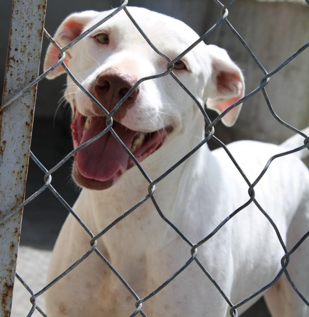Flash, cachorro de porte médio para adoção em Taubaté - SP — foto 2 de 7