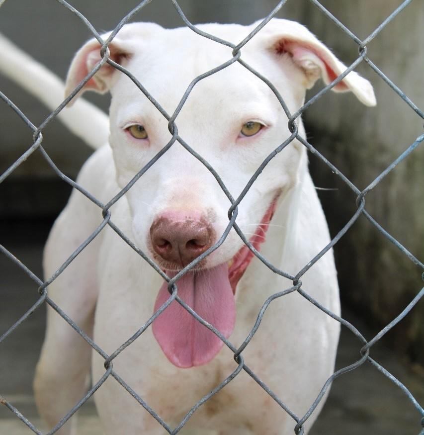 Flash, cachorro de porte médio para adoção em Taubaté - SP — foto 3 de 7