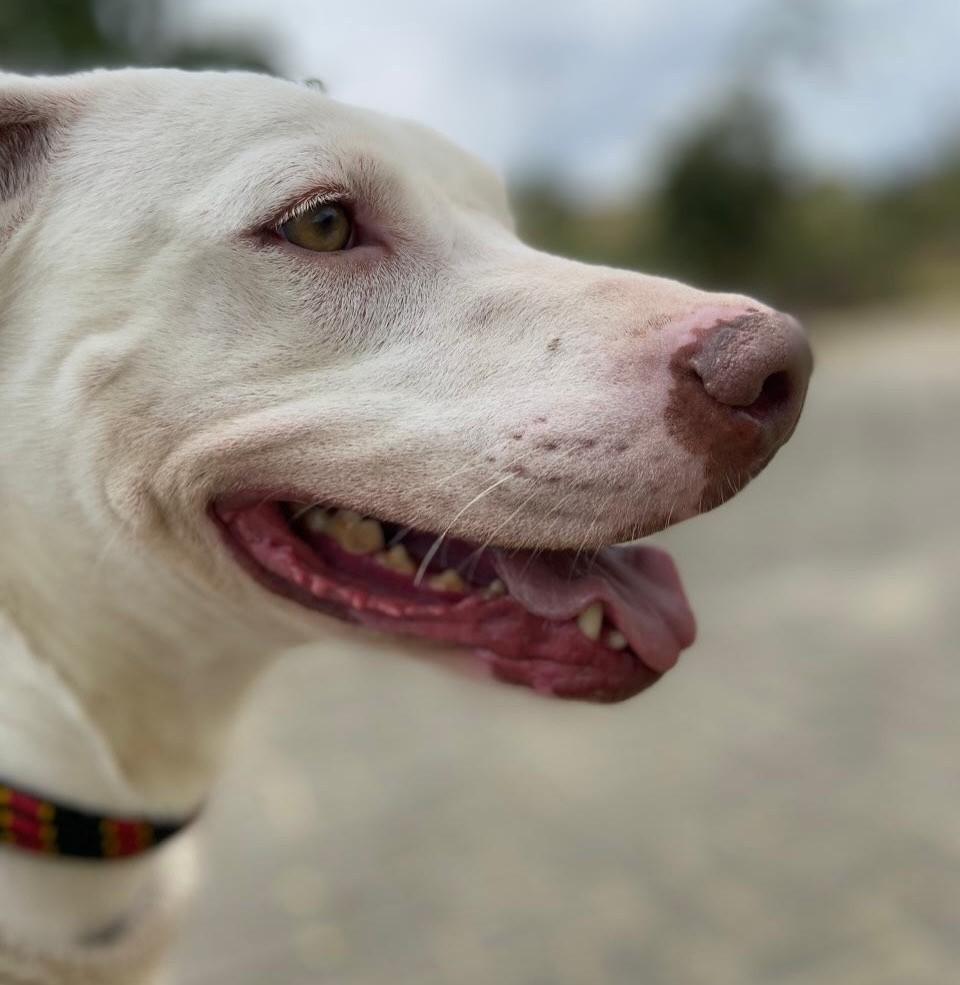Flash, cachorro de porte médio para adoção em Taubaté - SP — foto 4 de 7
