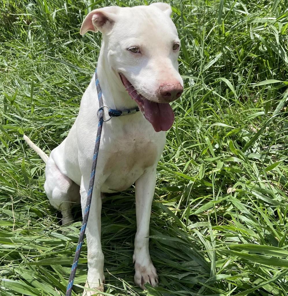 Flash, cachorro de porte médio para adoção em Taubaté - SP — foto 5 de 7