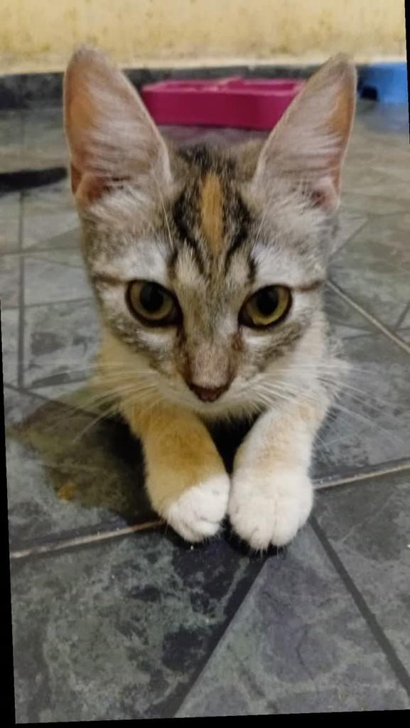 Sininho, gata de porte pequeno para adoção em Manaus - AM