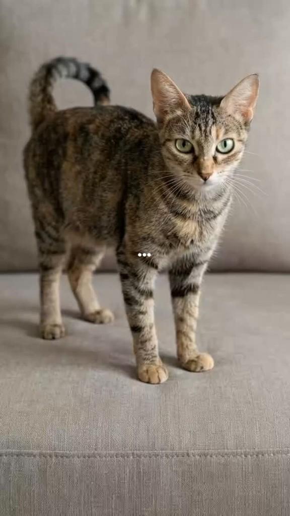 Vogue, gata de porte pequeno para adoção em Manaus - AM