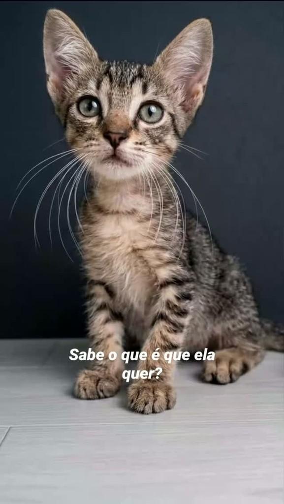 Cowboy, gato de porte pequeno para adoção em Manaus - AM