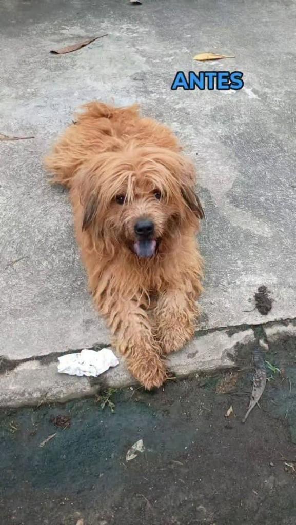 José, cachorro de porte médio para adoção em Rio de Janeiro - RJ