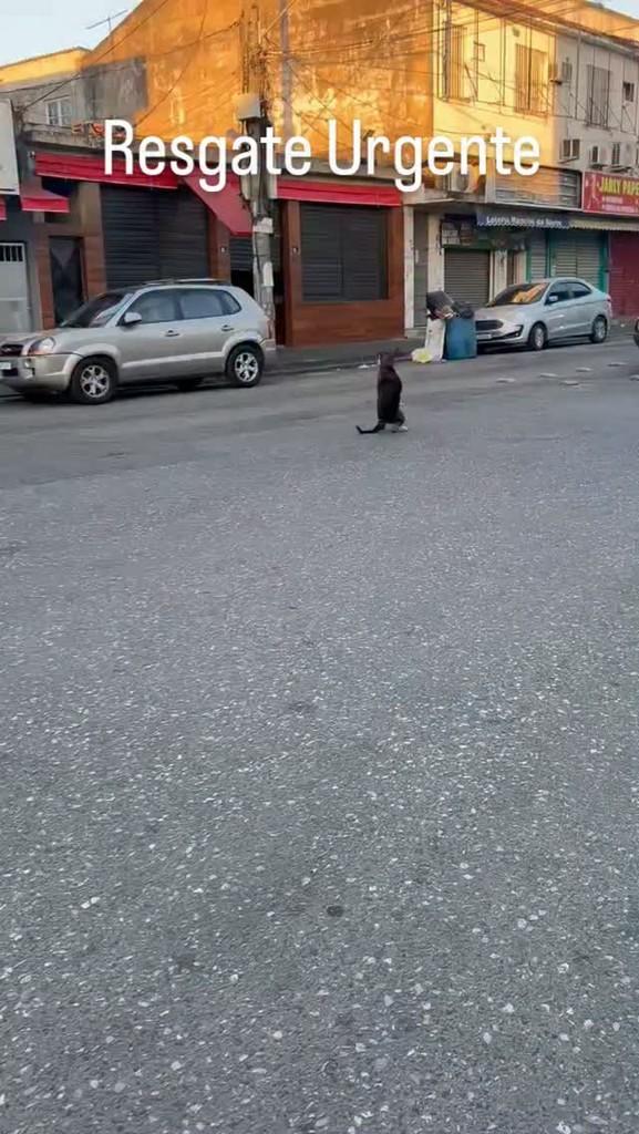 Idosinho, cachorro de porte pequeno para adoção em Rio de Janeiro - RJ