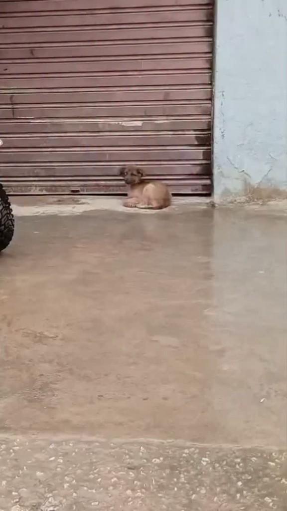 Filhorinho, cachorro de porte pequeno para adoção em Rio de Janeiro - RJ