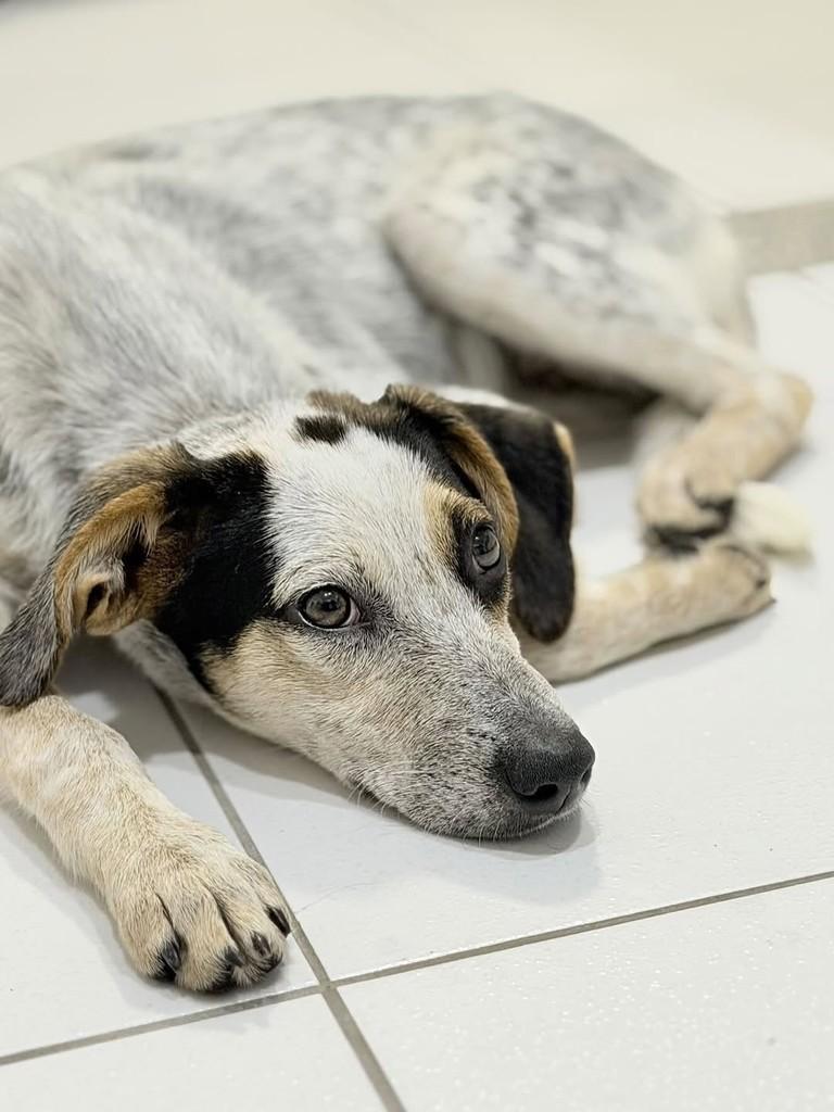 Ellie, cachorro de porte pequeno para adoção em Volta Redonda - RJ