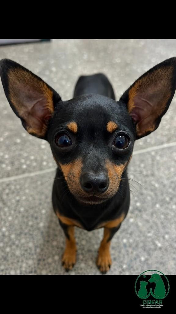 Latrell, cachorro de porte pequeno para adoção em Rondonópolis - MT