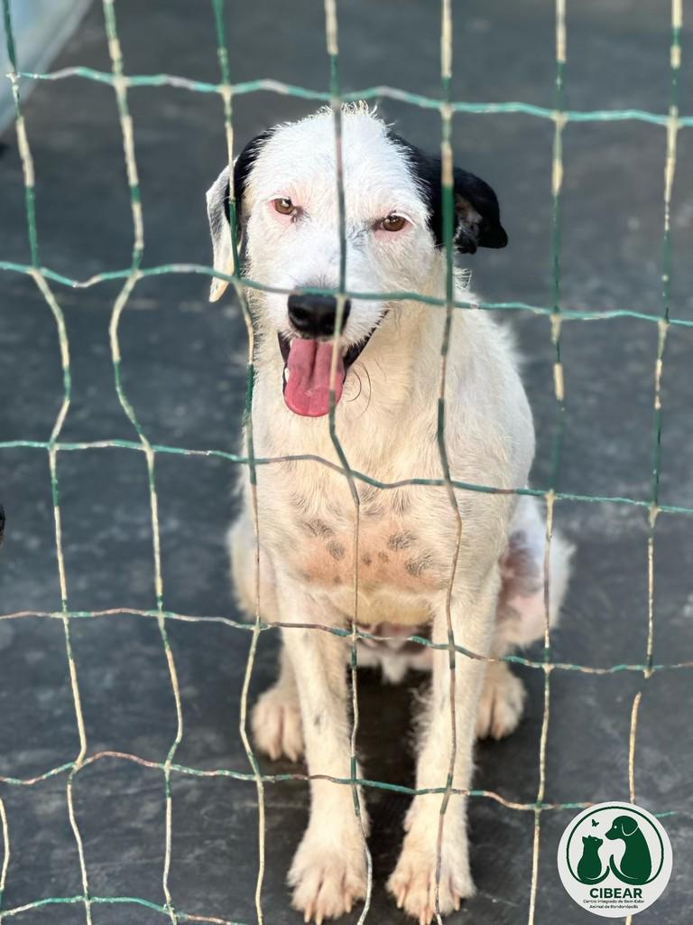 Branquinho, cachorro de porte médio para adoção em Rondonópolis - MT