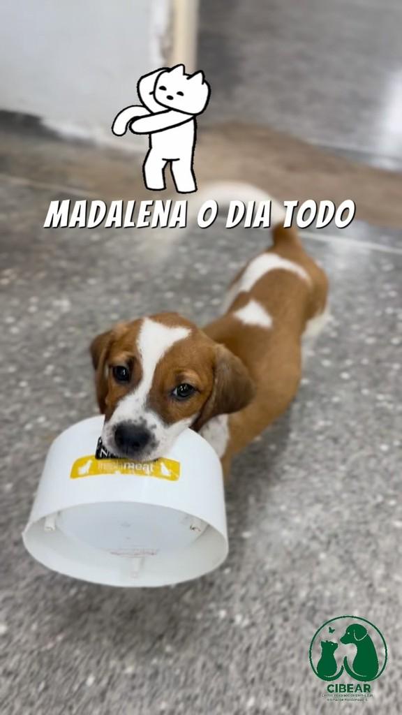 Madalena, cachorro de porte pequeno para adoção em Rondonópolis - MT