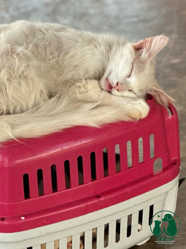 Cibear2026, gato de porte pequeno para adoção em Rondonópolis - MT