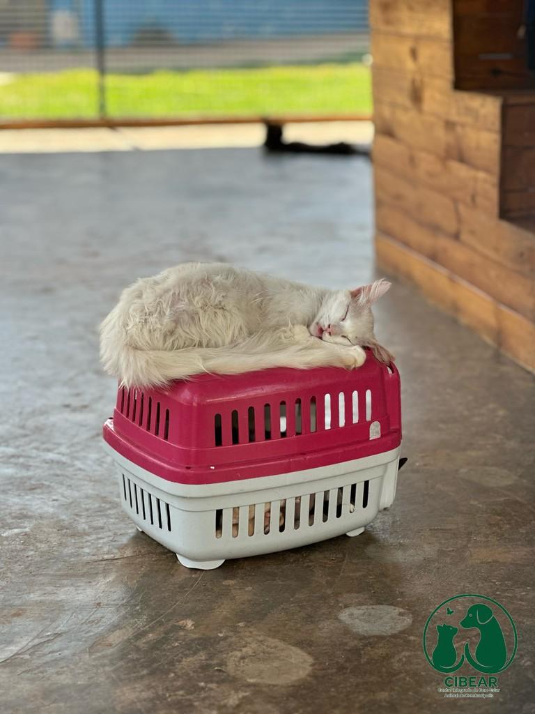 Cibear2026, gato de porte pequeno para adoção em Rondonópolis - MT — foto 2 de 3