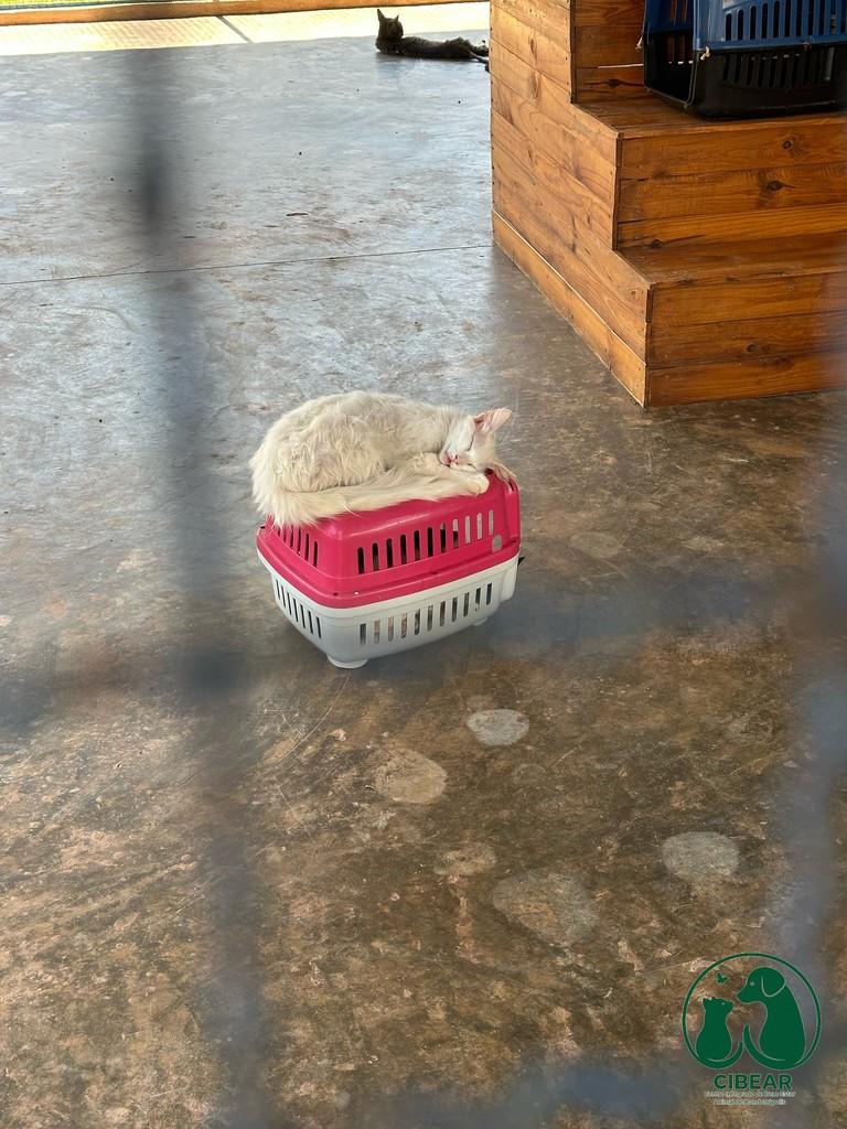 Cibear2026, gato de porte pequeno para adoção em Rondonópolis - MT — foto 3 de 3