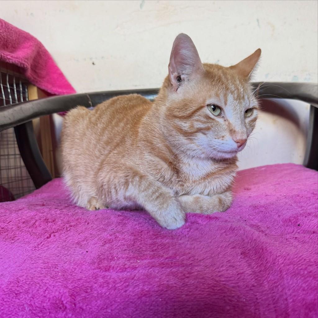 Garfield, gato de porte pequeno para adoção em Cabreúva - SP