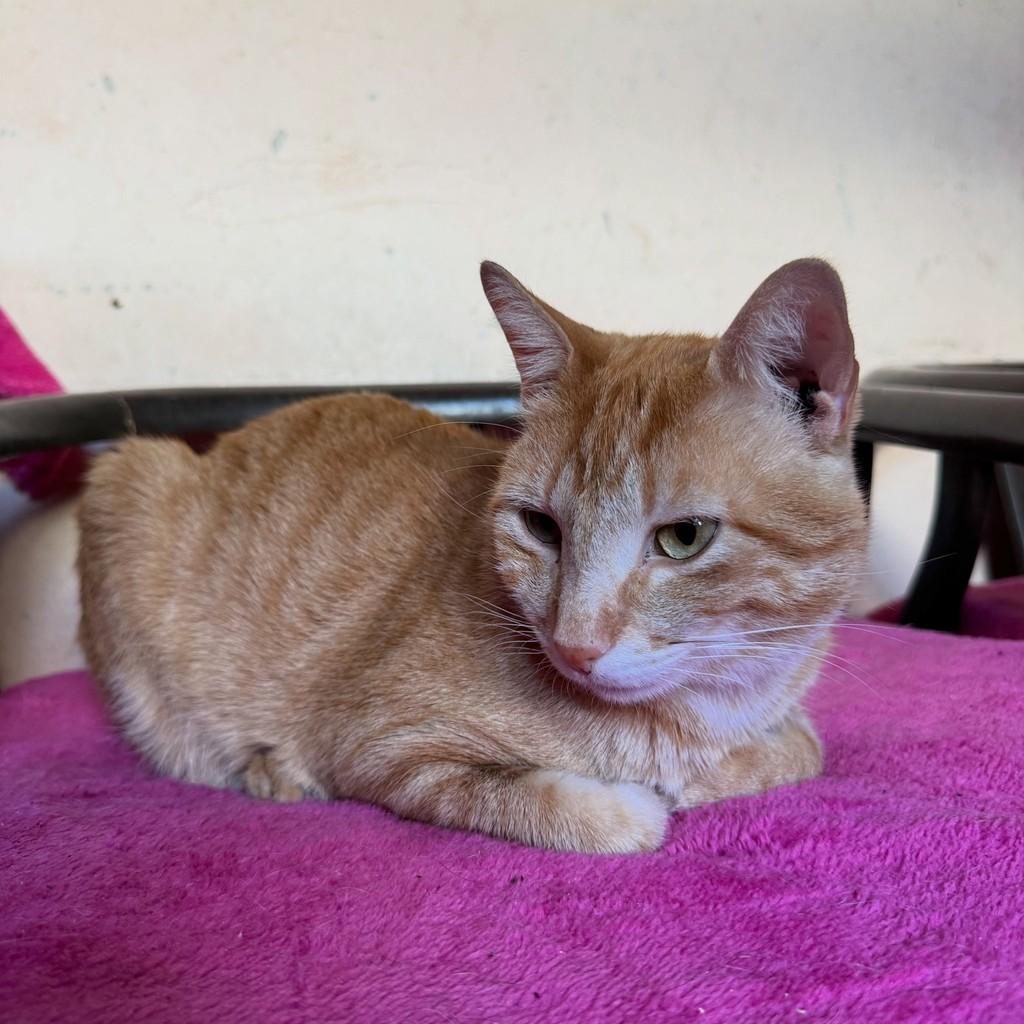 Garfield, gato de porte pequeno para adoção em Cabreúva - SP — foto 2 de 2