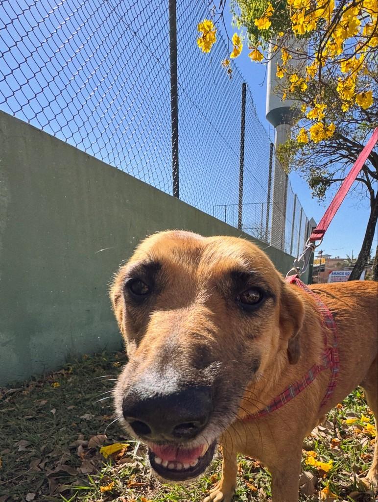 Fiona, cadela de porte médio para adoção em Cabreúva - SP