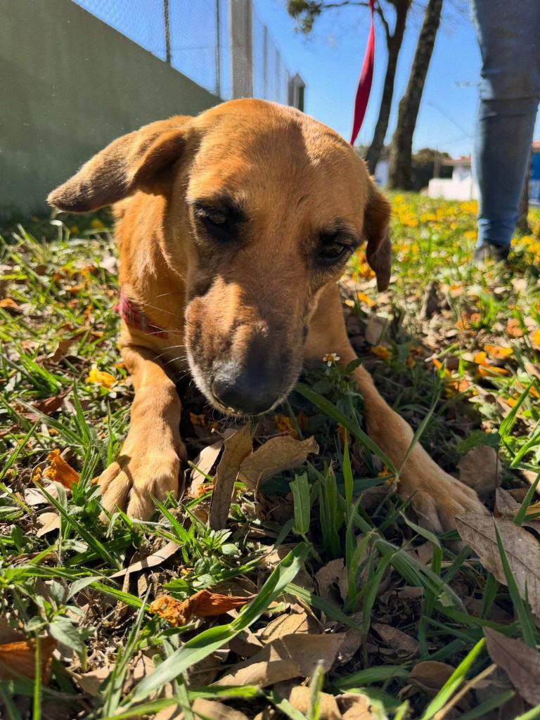 Fiona, cadela de porte médio para adoção em Cabreúva - SP — foto 2 de 3