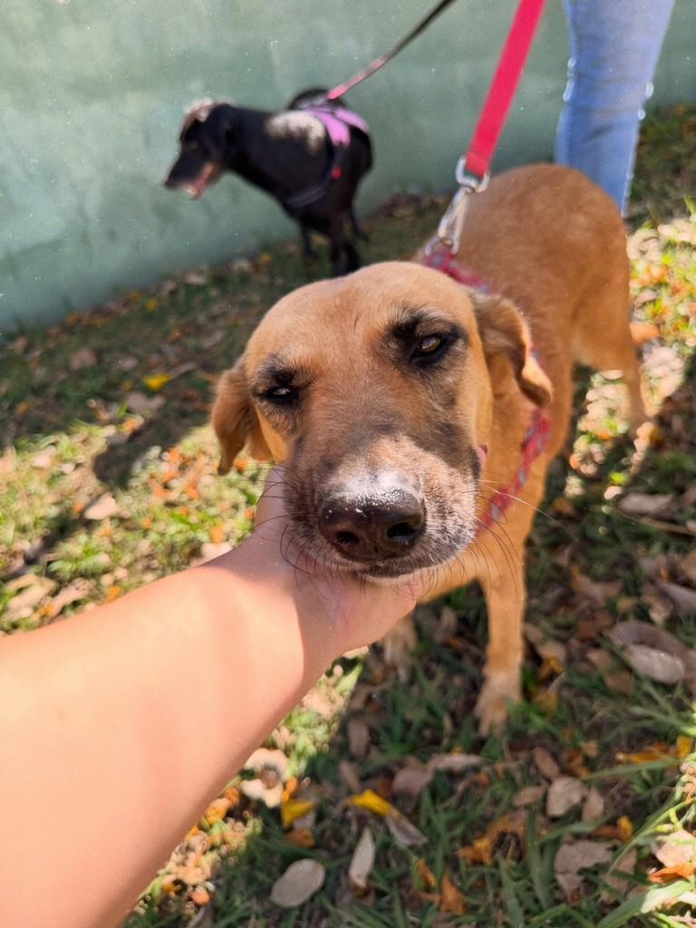 Fiona, cadela de porte médio para adoção em Cabreúva - SP — foto 3 de 3