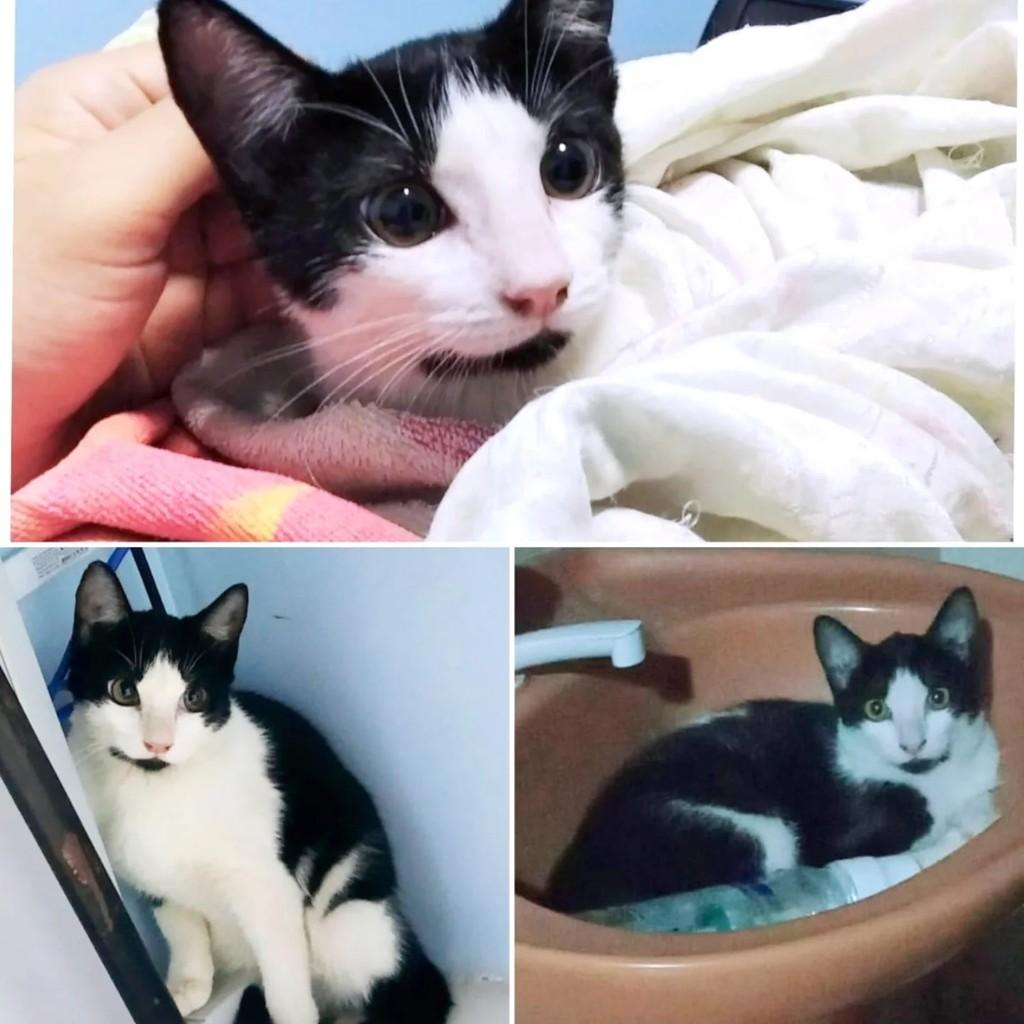 Mocinha, gata de porte pequeno para adoção em Rio de Janeiro - RJ